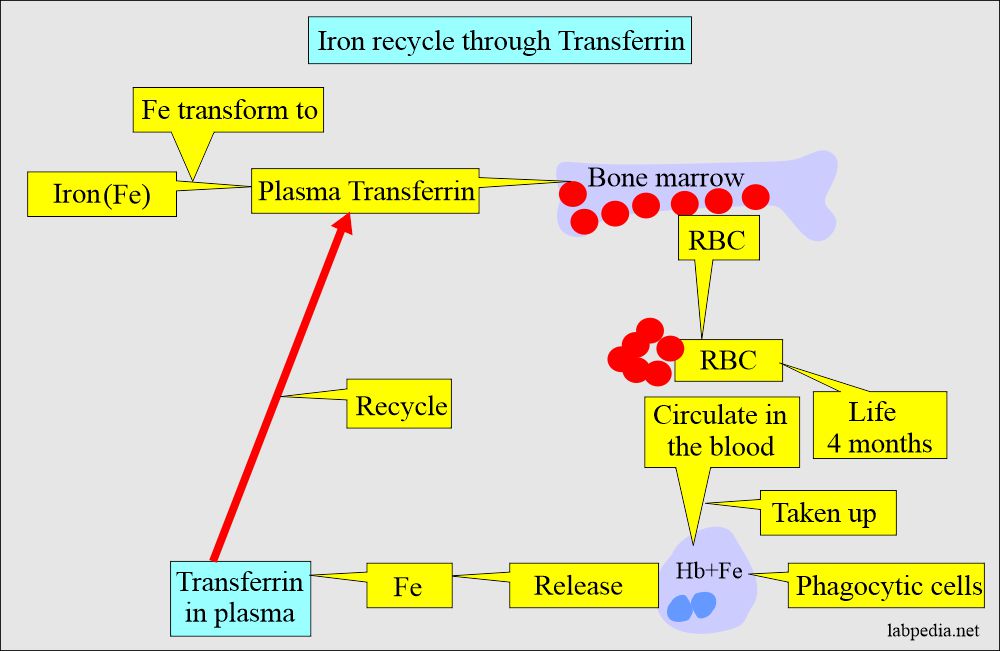 Iron recycles through transferrin