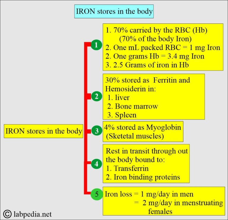Ferritin (serum Ferritin Level) - Labpedia.net