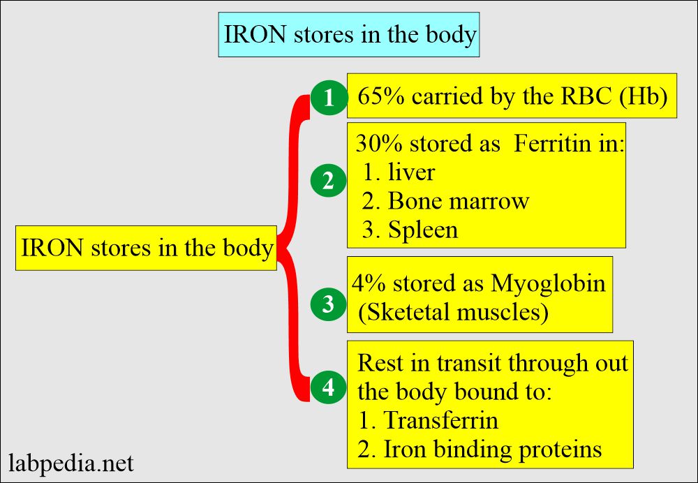 Iron storage in different sites