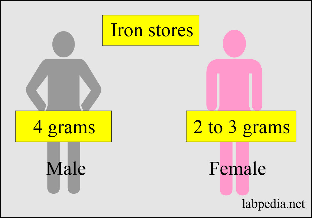 Iron Total (Fe), : Iron stores in males and females