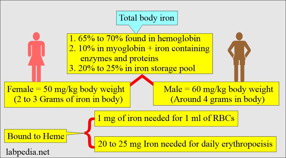 Total Iron Binding Capacity (TIBC): Total body Iron and its distribution