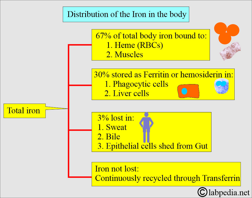 Iron total in body distribution