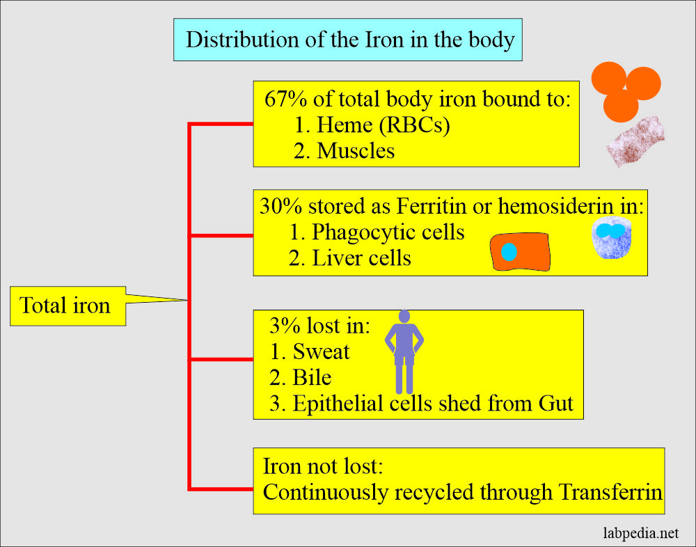 Total Iron distribution in body
