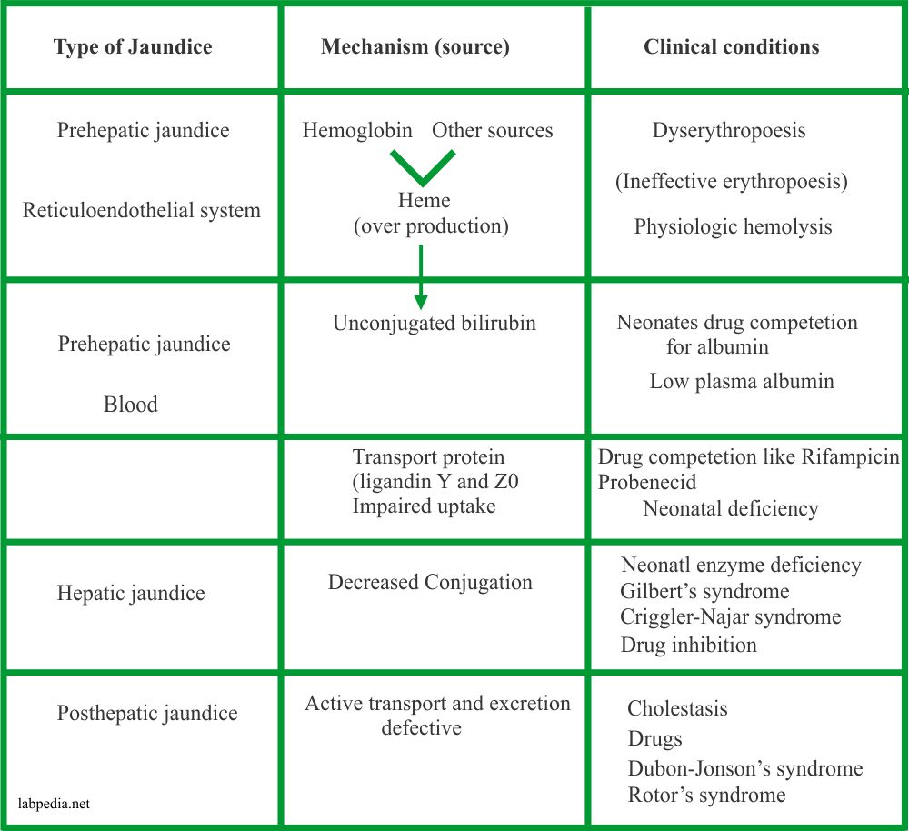 Bilirubin Part 1 Total Direct And Indirect Bilirubin Classification 