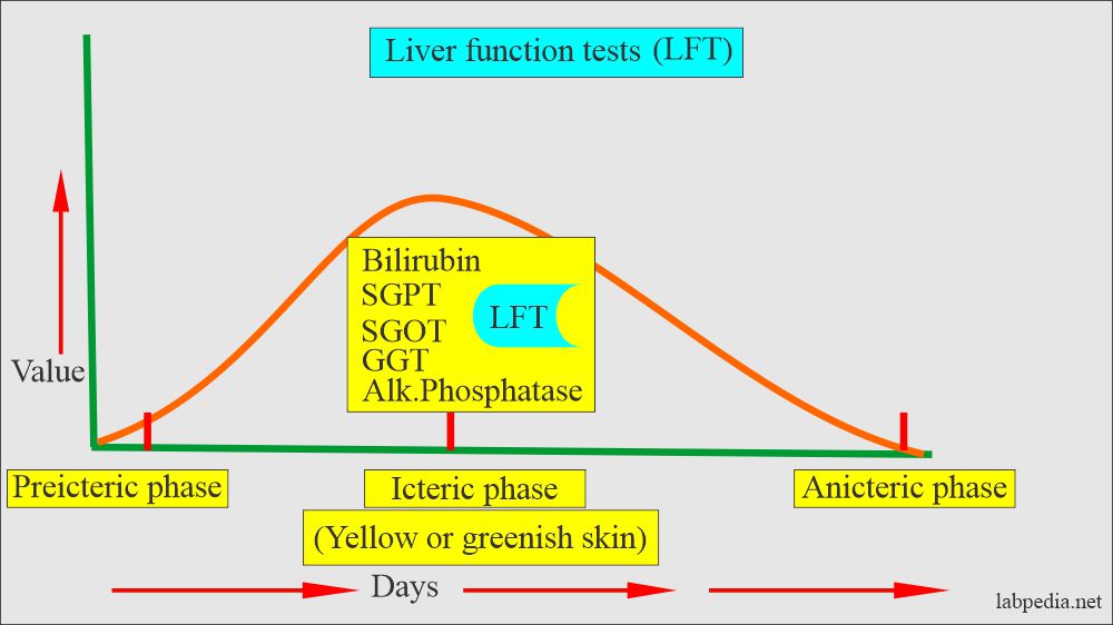 Liver Function Tests: Jaundice and its phases
