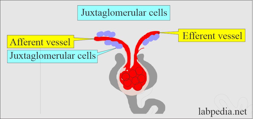 Plasma Renin: Juxtaglomerular cells