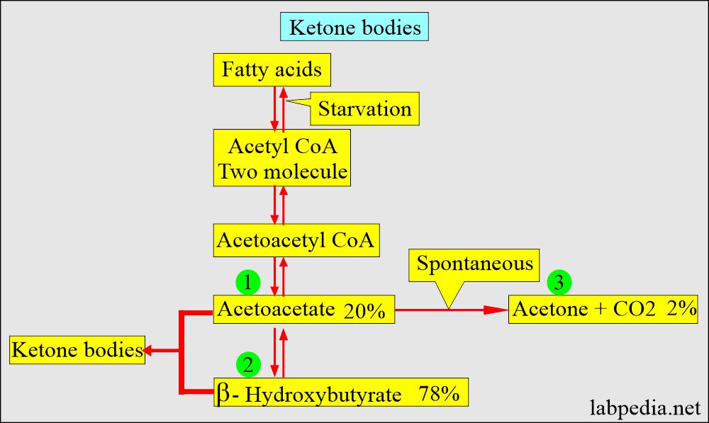 Ketone bodies formation