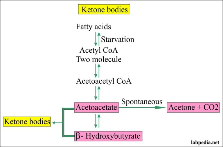 Urine For Ketones And Ketone Bodies Ketonuria Labpedia