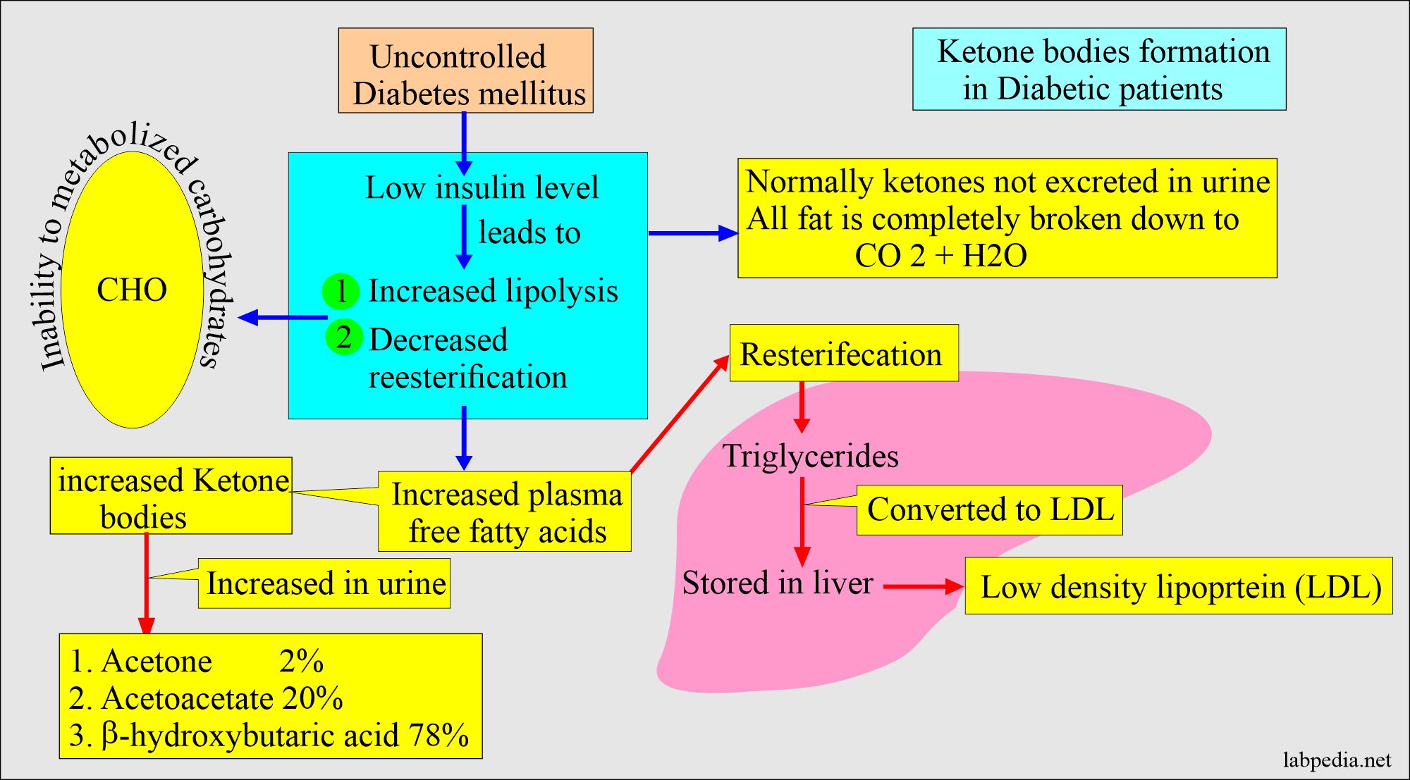 Ketone bodies formation in diabetic patients