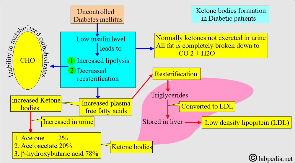 Ketone bodies formation in diabetic patients Ketone bodies formation in diabetic patients