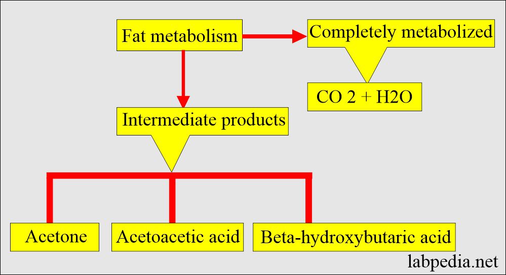 Fat metabolism and ketone bodies formation