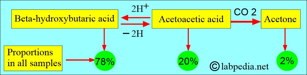 Ketone bodies formation Ketone bodies formation