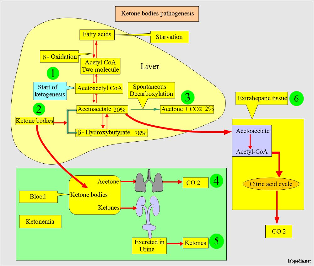 Ketone bodies pathogenesis and extrahepatic tissue role