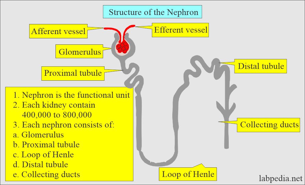 Renal Function Tests: Kidney nephron structure