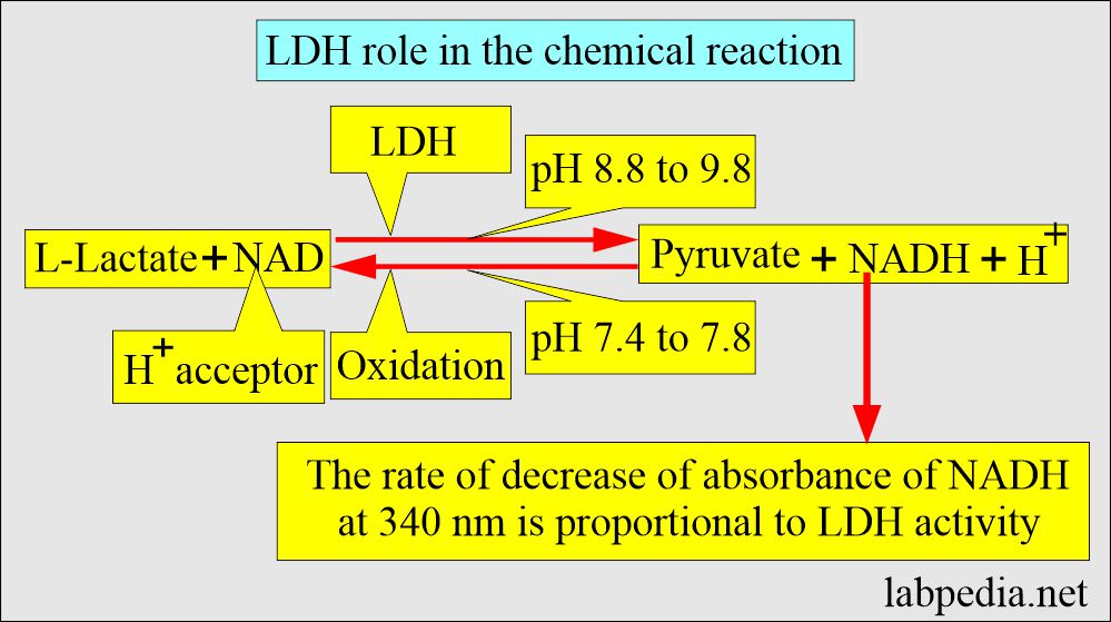 Lactate dehydrogenase (LDH) enzyme role in chemical reaction