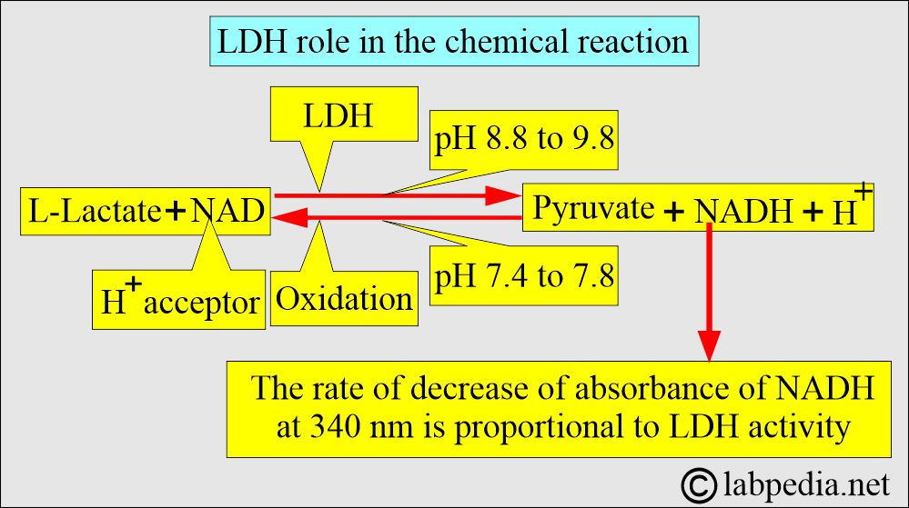 LDH reaction principle LDH reaction principle