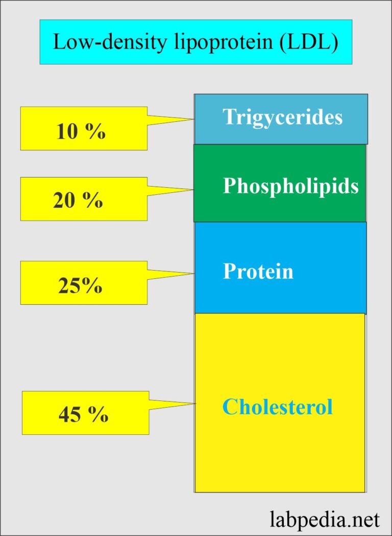 Lipoprotein:- Part 2 - Low-Density Lipoprotein (LDL), LDL- Cholesterol ...