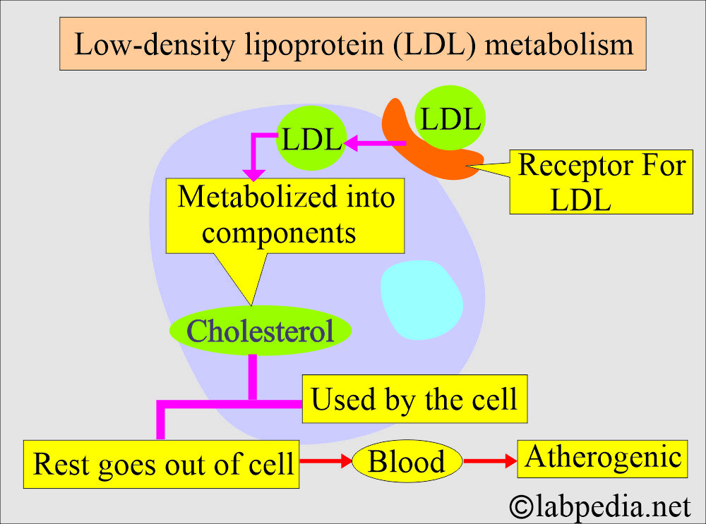 LDL (Low density lipoprotein) metabolism LDL (Low density lipoprotein) metabolism