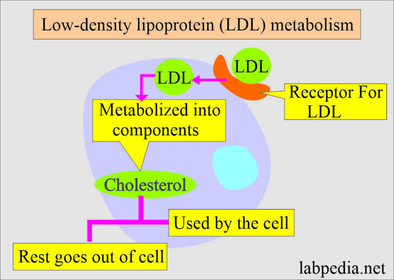 Lipoprotein:- Part 2 - Low-Density Lipoprotein (LDL), LDL- Cholesterol ...