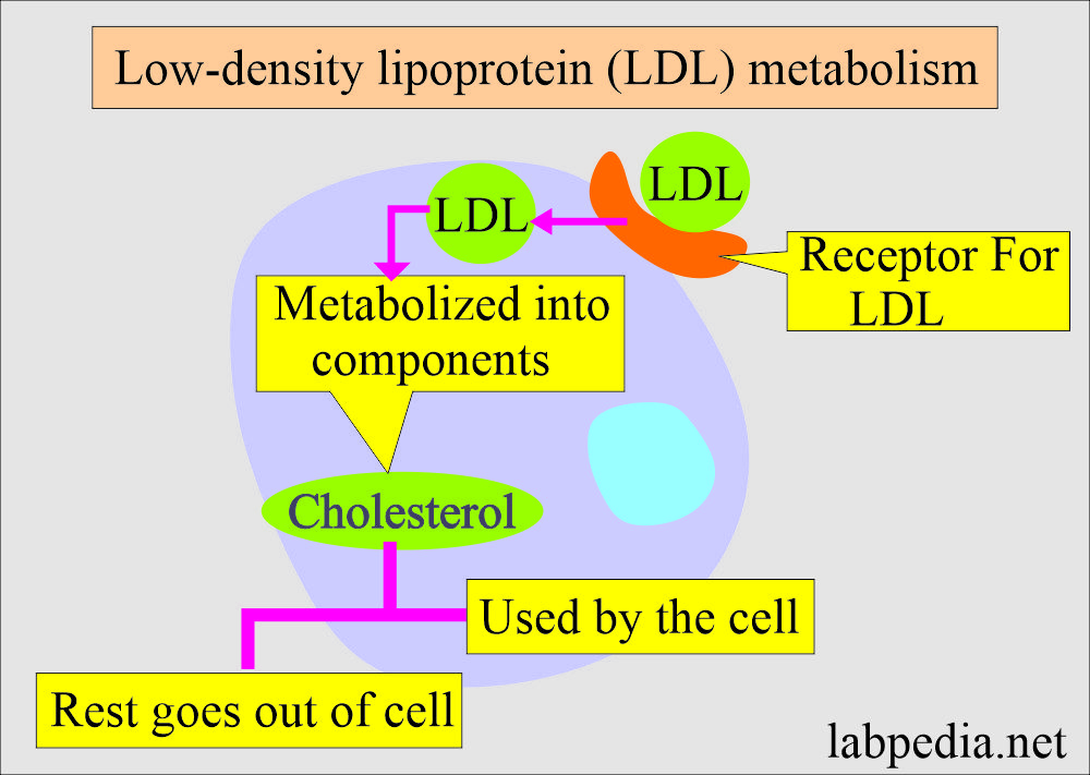 Low density lipoprotein (LDL) metabolism 