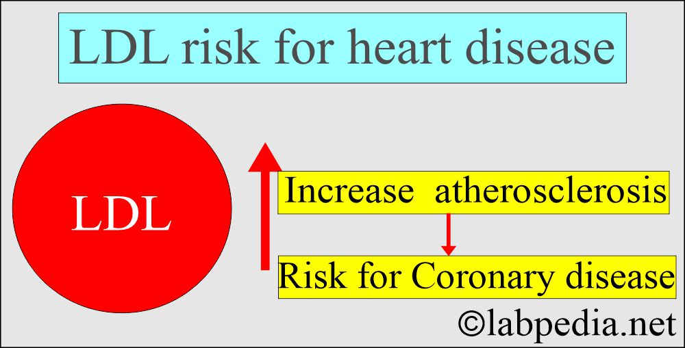 LDL (Low density Lipoprotein) role in the Coronary disease LDL (Low density Lipoprotein) role in the Coronary disease