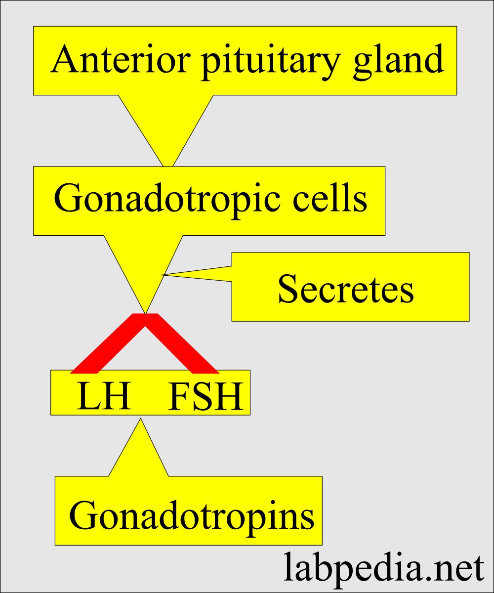 Anterior pituitary gland hormone (LH and FSH)