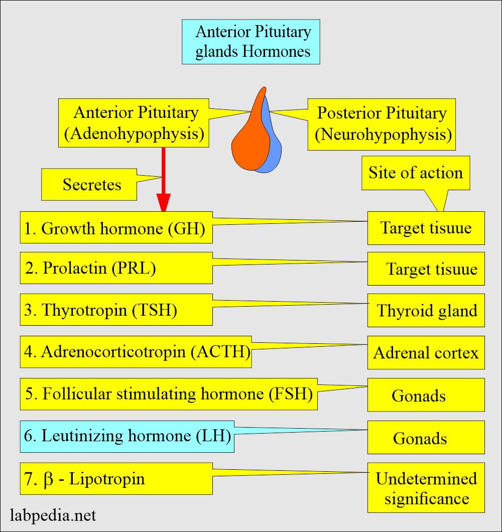 LH (Anterior pituitary glands) 