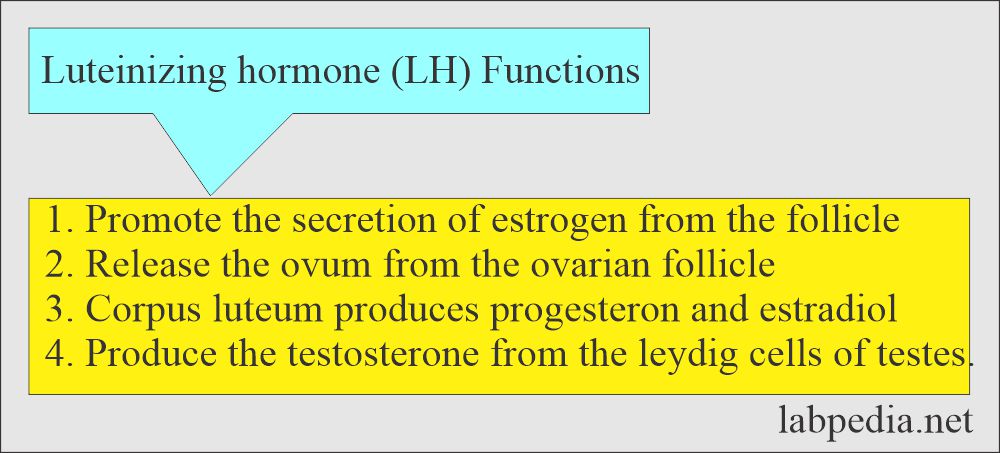 Luteinizing hormone (LH) functions