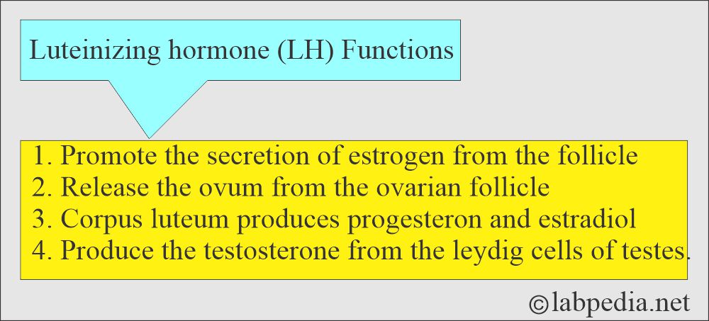 Luteinizing hormone (LH) functions