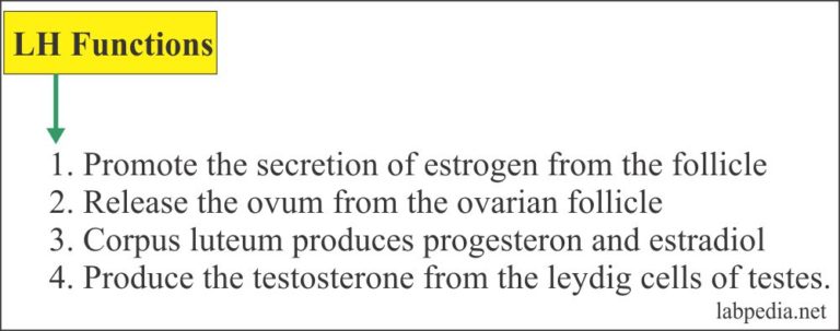 luteinizing-hormone-lh-lutropin-labpedia