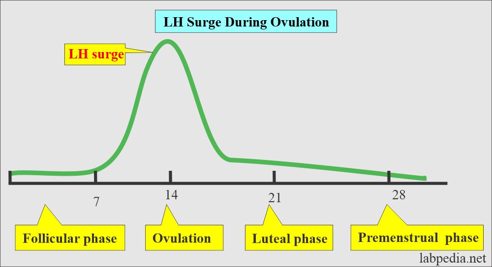 LH surge during ovulation
