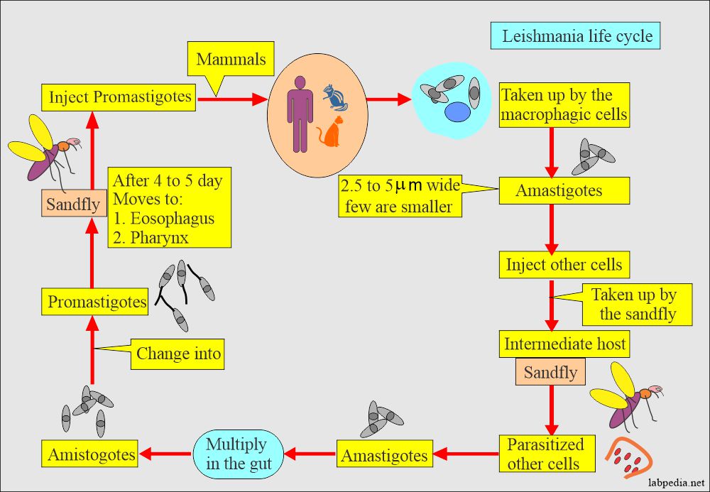 Leishmaniasis: Leishmania life cycle