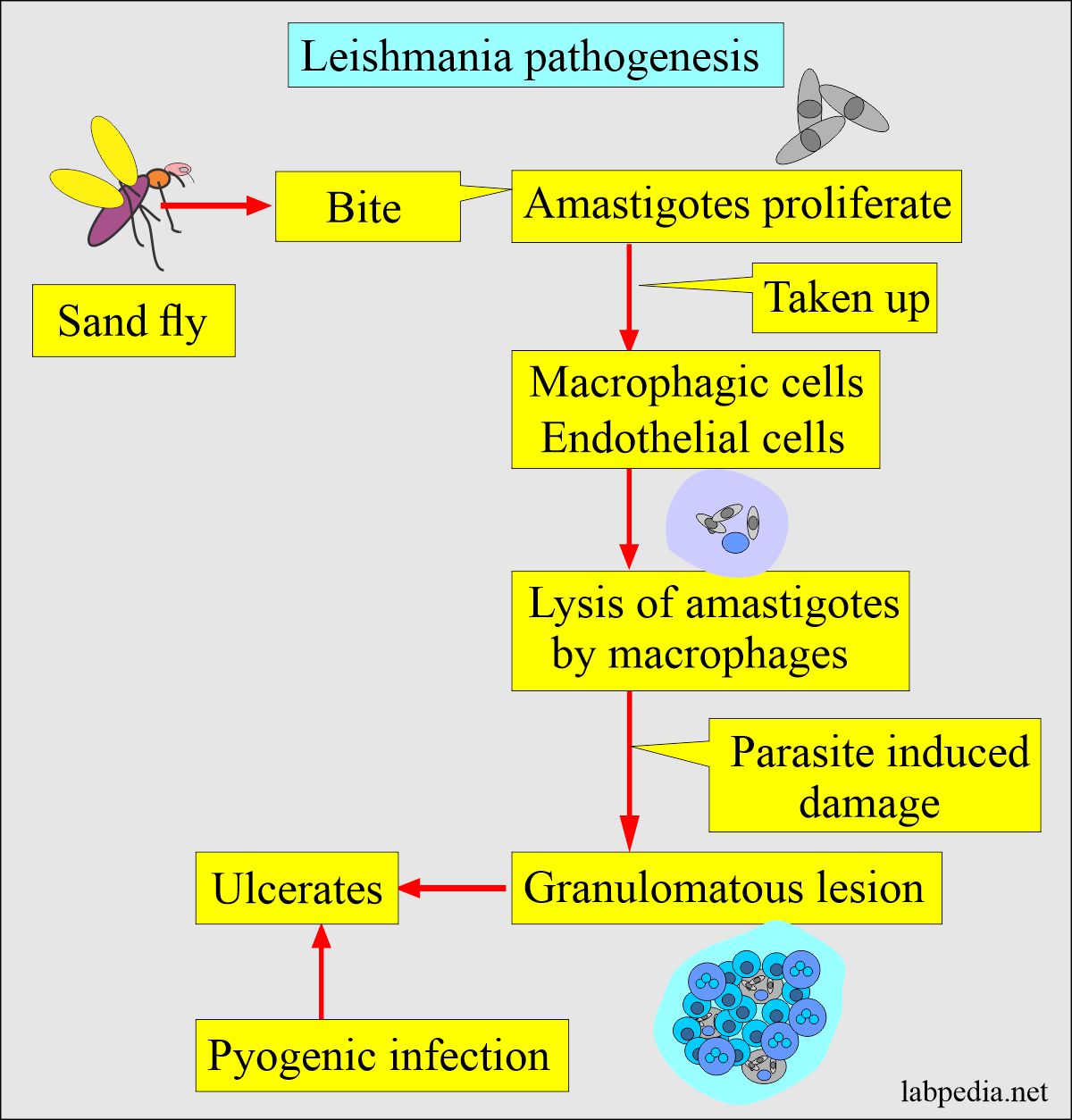 Leishmania pathogenesis