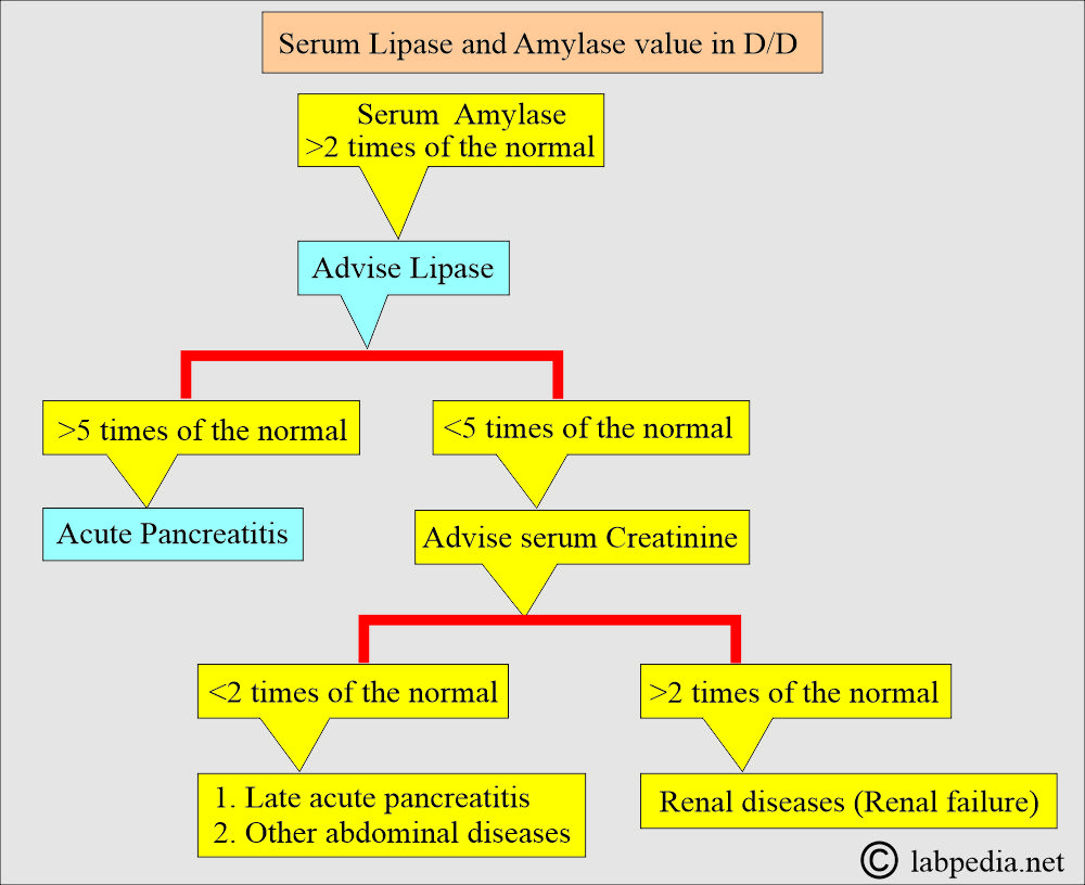 Lipase and Amylase D/D Lipase and Amylase D/D