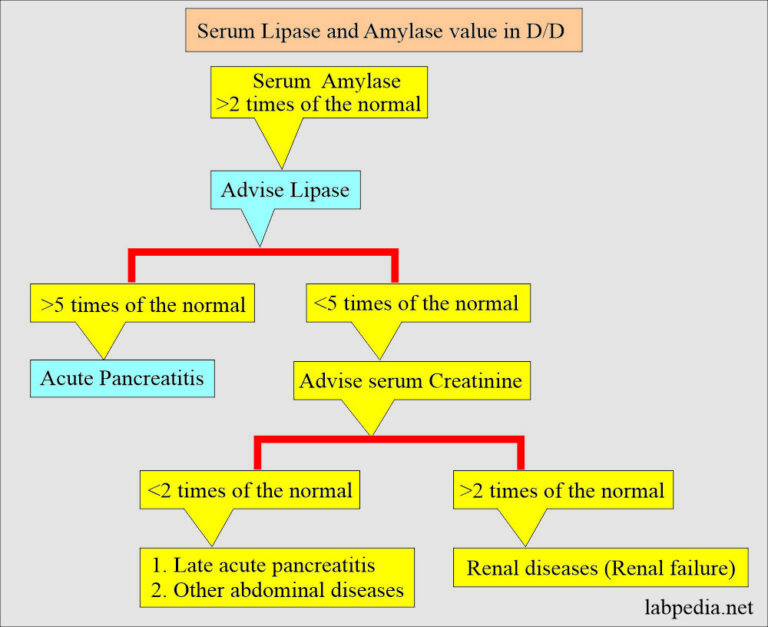 Lipase Serum - Labpedia.net