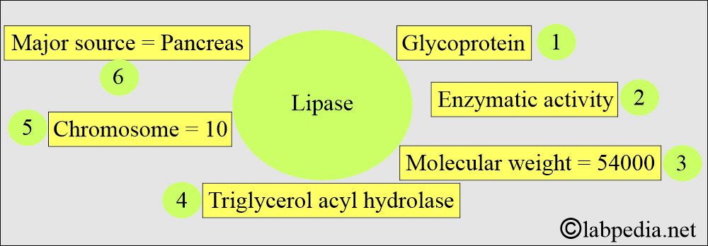 Lipase Serum: Lipase properties Lipase Serum: Lipase properties