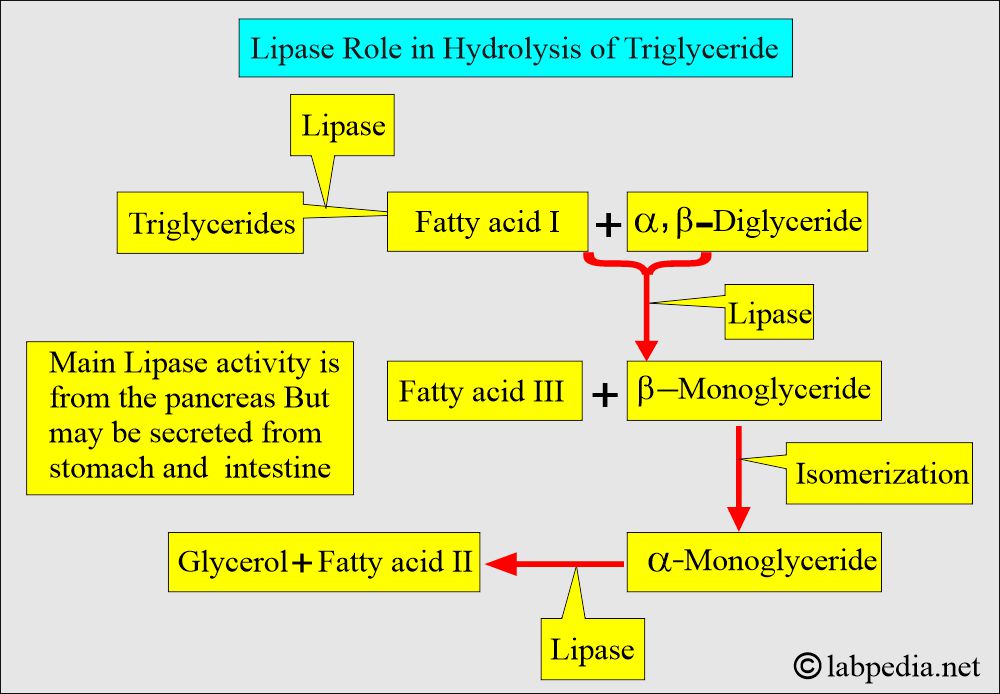 Lipase chemical reaction Lipase chemical reaction