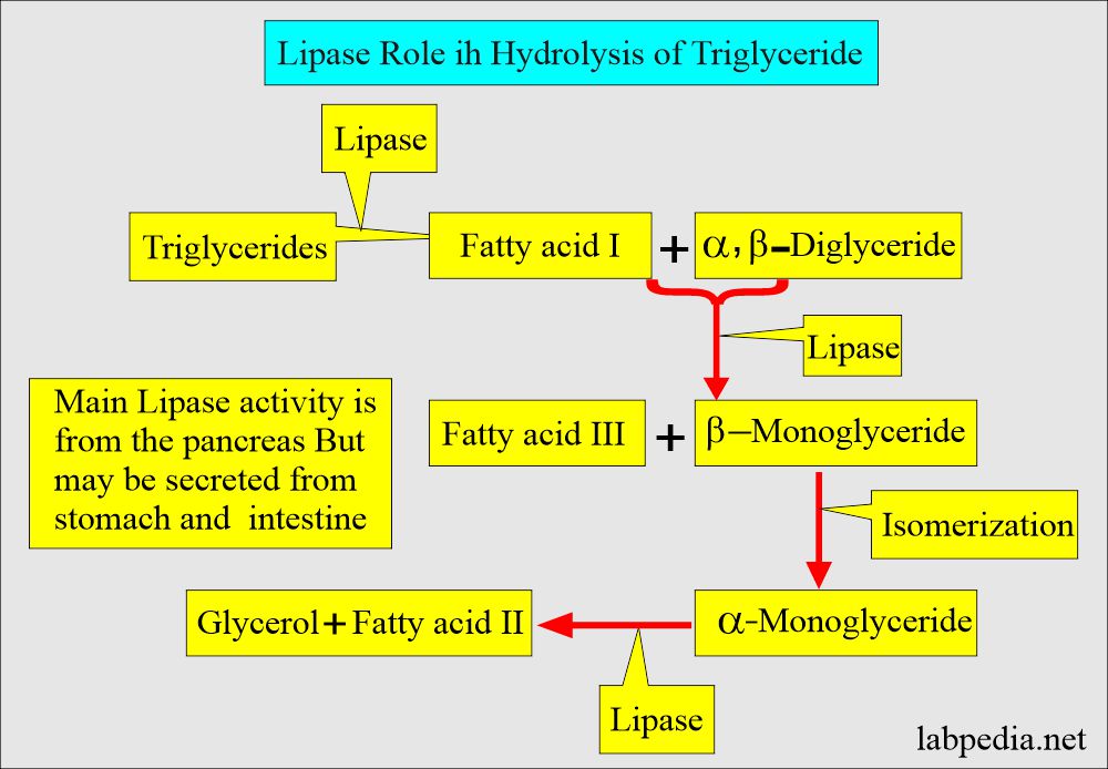 Lipase enzyme action on triglycerides