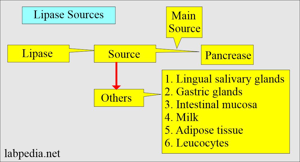 Pancreatic functions: Lipase sources