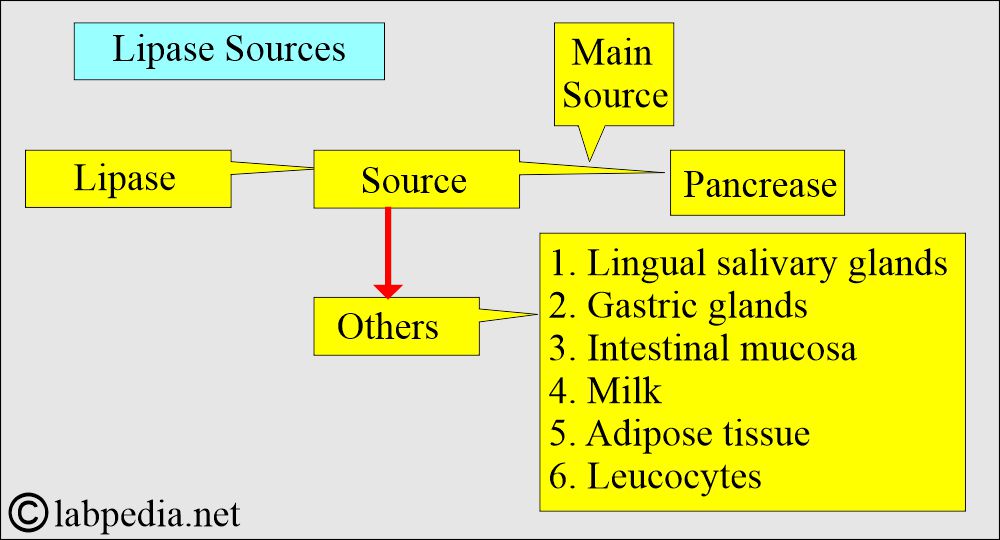 Lipase sources Lipase sources