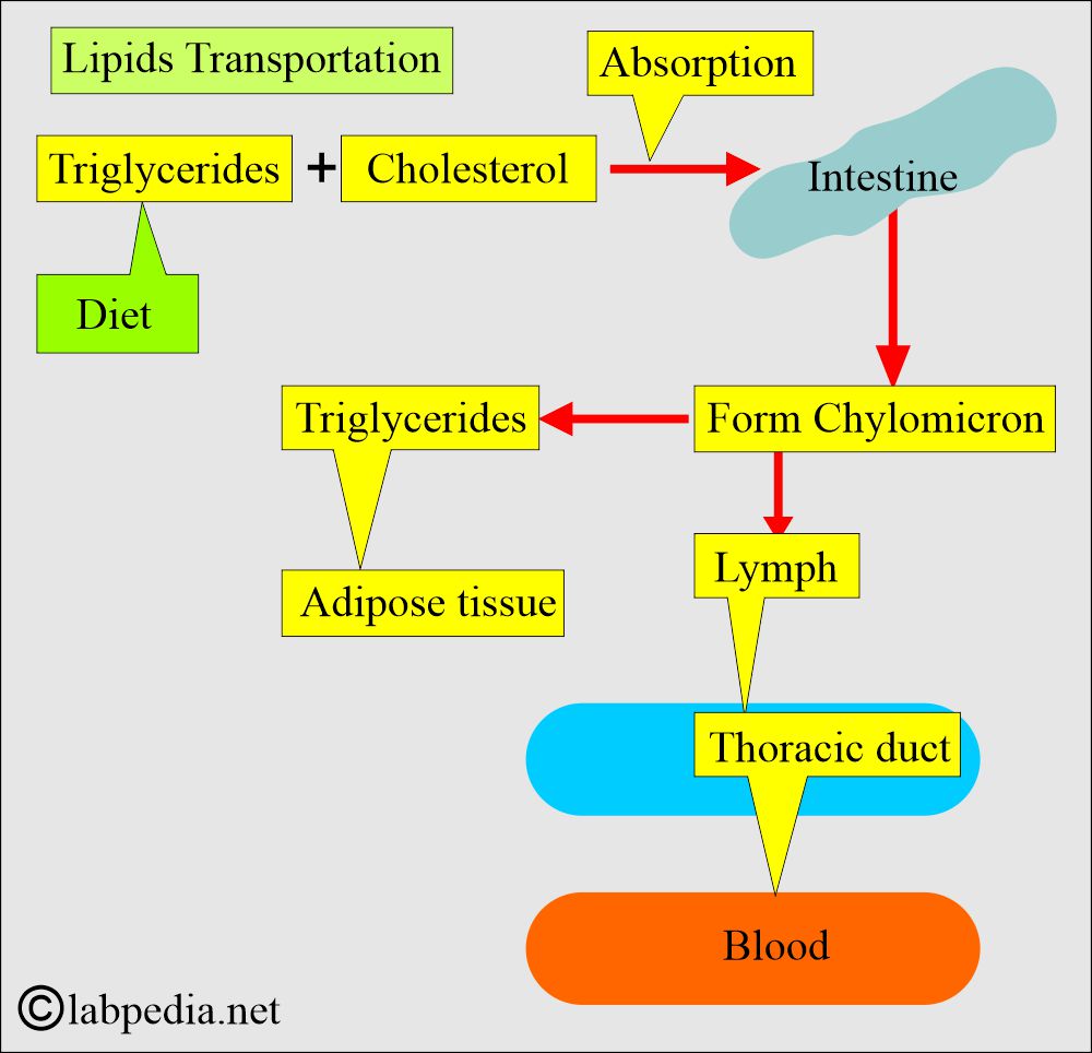 Lipids Transportation Lipids Transportation