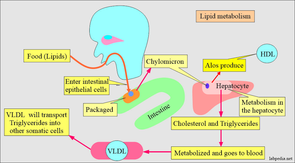 Lipids total: Lipid metabolism