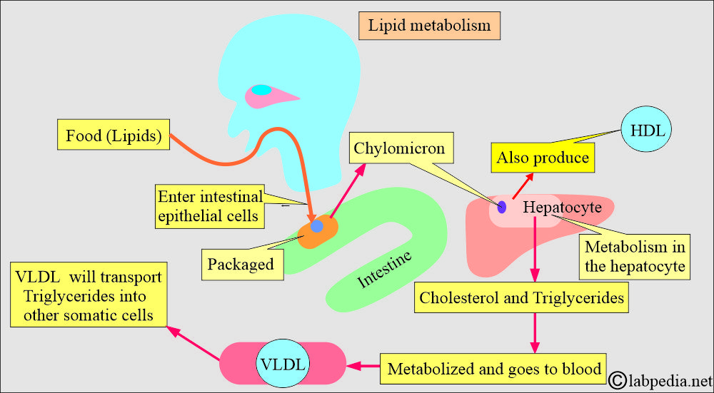 Lipid metabolism
