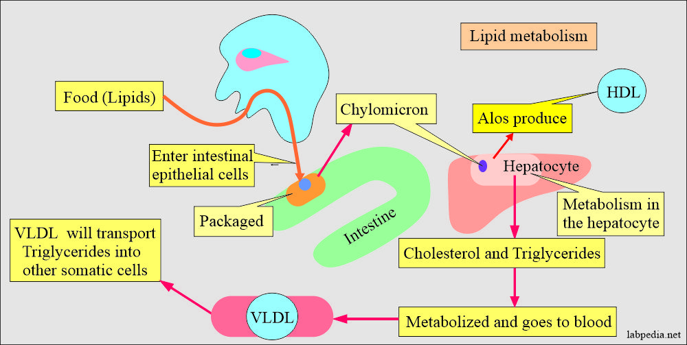 Lipids Total, Lipids Role in Our Body