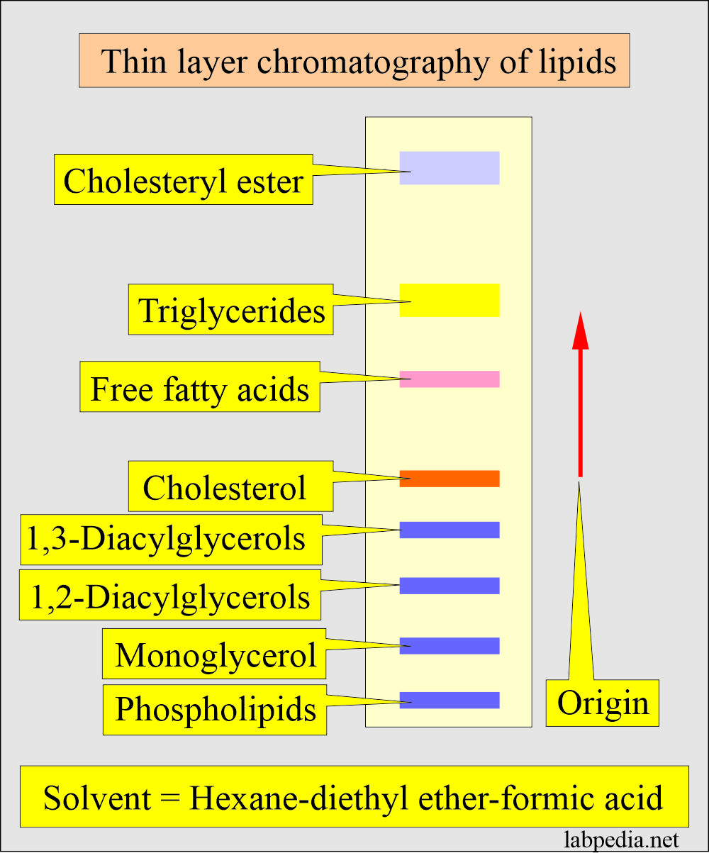Lipids thin layer chromatography