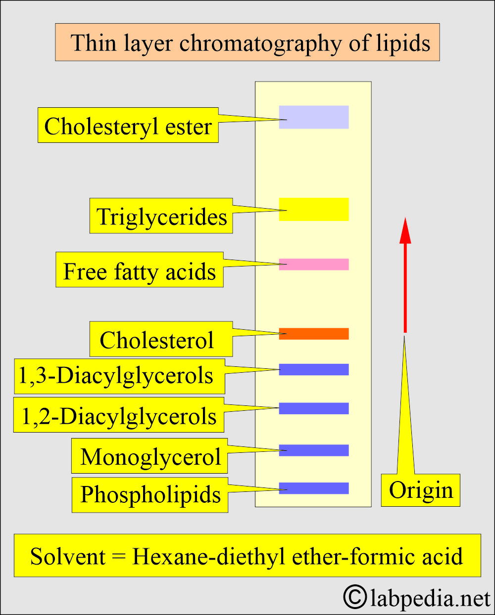 Thin layer chromatography for lipds Thin layer chromatography for lipds