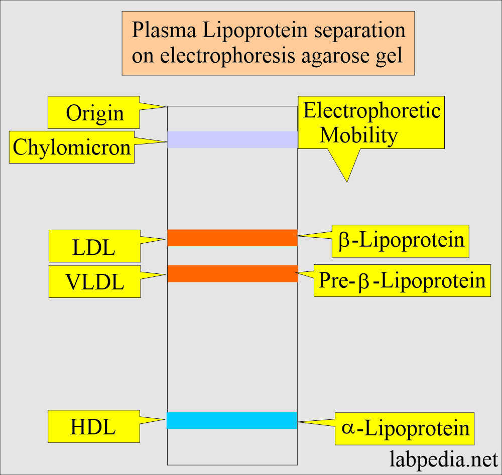 Lipoprotein electrophoresis pattern