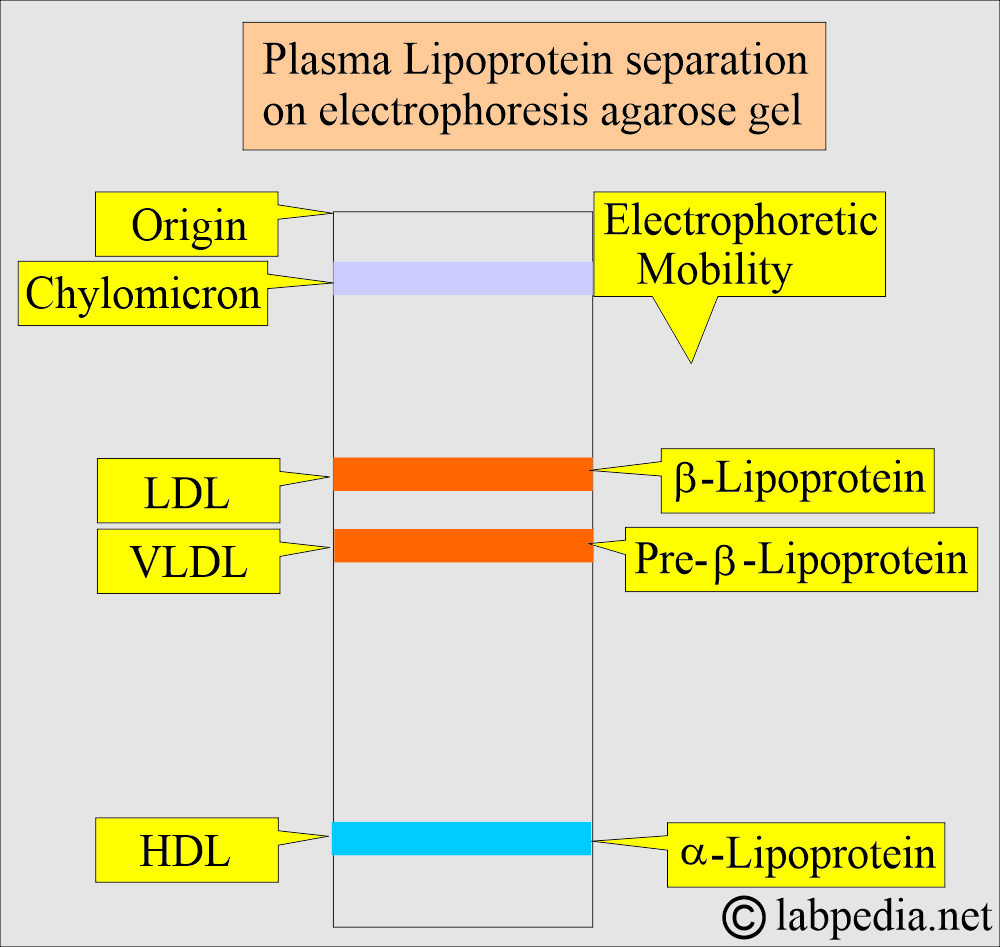 Lipoprotein electrophoresis Lipoprotein electrophoresis
