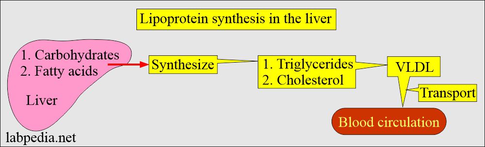 Lipoprotein synthesis in the liver