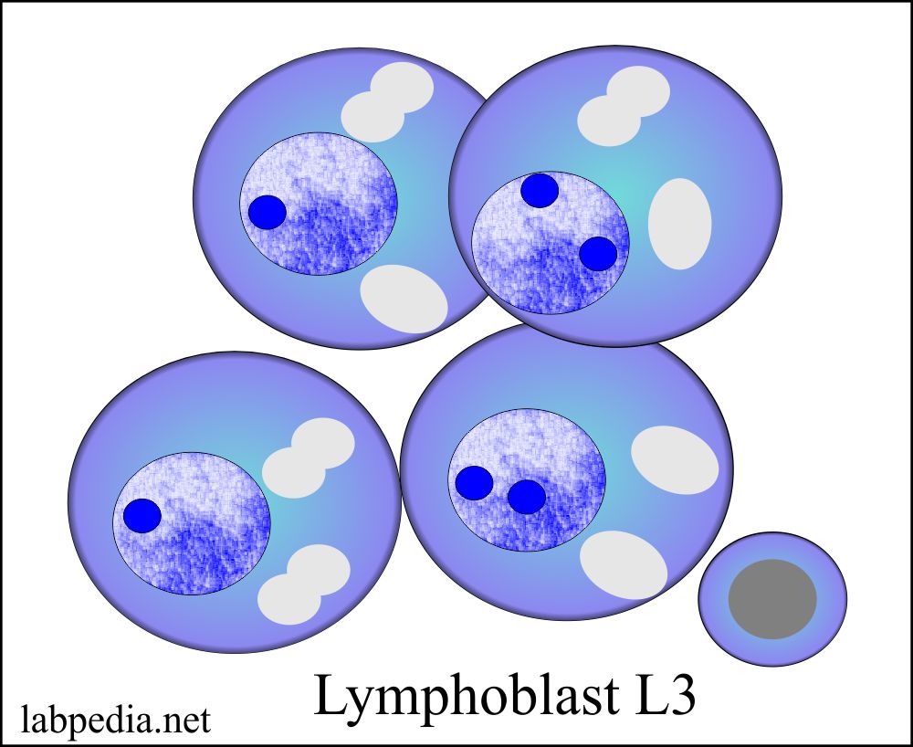 Lymphoblast L3